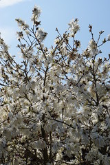 Magnolien im Frühling in Deutschland | Blütenzauber