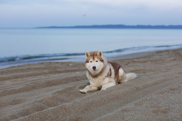 Portrait of beautiful siberian husky dog lying on sea front at sunset