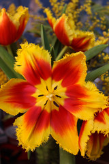 Spring tulips. Open buds, red-yellow with a curly edge. The background is blurred.