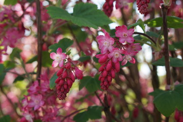 Frühling in Deutschland | April | Hamburg im Blütenzauber