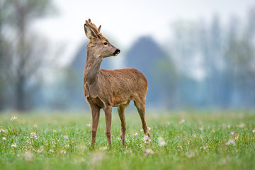 Wild roe deer standing in a field