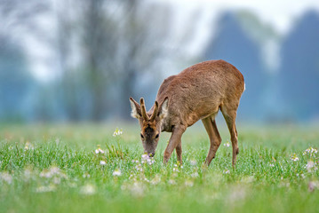 Wild roe deer grazing in a field