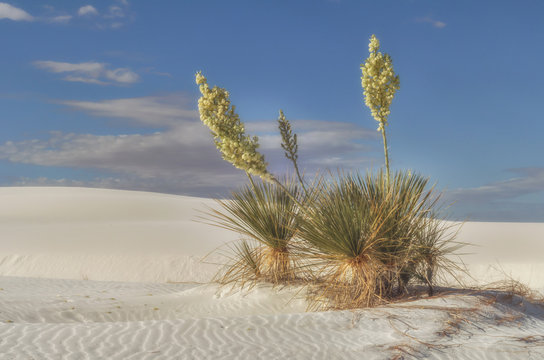 Soaptree Yucca plant at White Sands, New Mexico