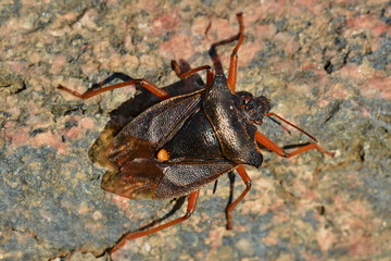 Shield Bug - Pentatoma rufipes