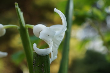 flower, plant, green, nature, spring, snowdrop, white, garden, leaf, flowers, snowdrops, flora,...