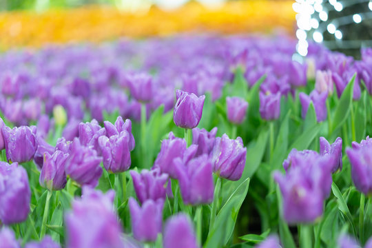 View of colorful tulib flower in spring season.