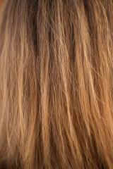Closeup view of long straight blonde female hair. Vertical color photography.