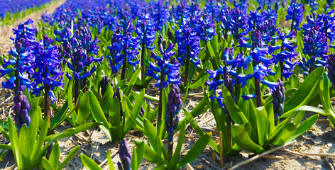 hyacinths bloom