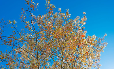 Fototapeta premium Blossoming tree in a garden below a blue sky in sunlight at sunrise in spring