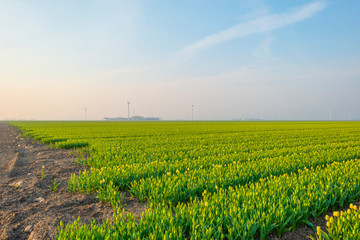 Field with flowers below a blue sky in sunlight at sunrise in spring