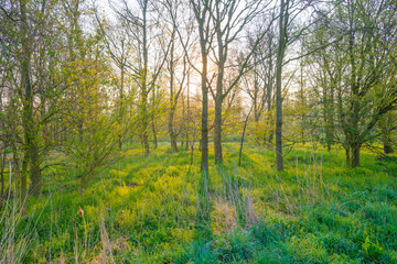 Trees along a misty field below a blue sky at sunrise in spring