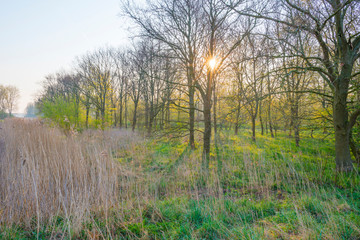 Fototapeta premium Trees along a misty field below a blue sky at sunrise in spring