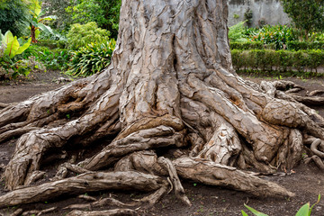 Dragon tree roots in public garden at La Orotava, Tenerife. Canay Islands. Spain.