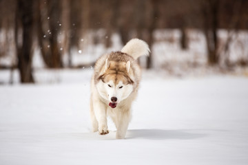 Crazy, happy and funny beige and white dog breed siberian husky with tonque out running on the snow in the winter field.
