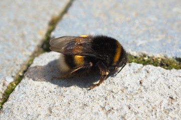 insect, fly, macro, nature, bug, animal, beetle, bee, black, closeup, close-up, wasp, summer, wing, wildlife, detail, yellow, green, honey, close, small, wings, red, 