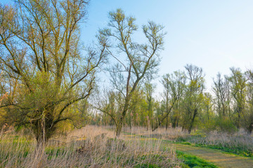 Trees along a misty field below a blue sky at sunrise in spring