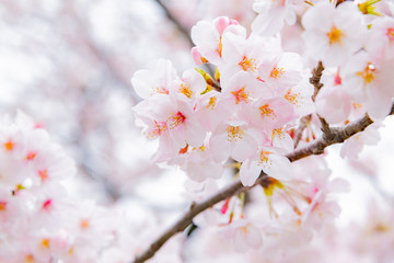 東京千鳥ヶ淵の桜