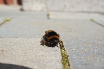 bee, insect, macro, bumblebee, isolated, animal, nature, white, fly, honey, yellow, closeup, close-up, wasp, black, bumble, bug, sting, antenna, wildlife, flower, wing, wings, bombus, small