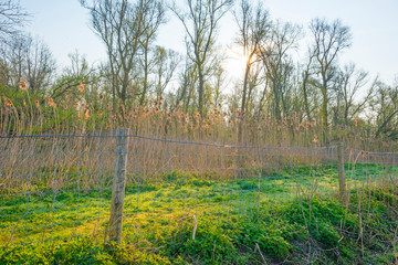 Trees along a misty field below a blue sky at sunrise in spring