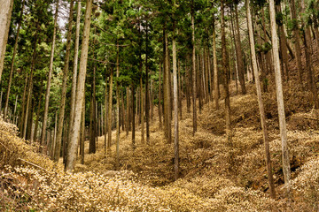 ミツマタ群生地