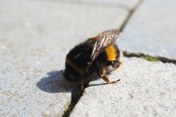 bee, insect, macro, bumblebee, isolated, animal, nature, white, fly, honey, yellow, closeup, close-up, wasp, black, bumble, bug, sting, antenna, wildlife, flower, wing, wings, bombus, small