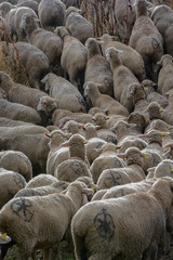 Magnífico rebaño de ovejas amontonadas