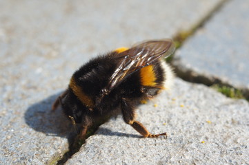 bee, insect, macro, bumblebee, isolated, animal, nature, white, fly, honey, yellow, closeup, close-up, wasp, black, bumble, bug, sting, antenna, wildlife, flower, wing, wings, bombus, small