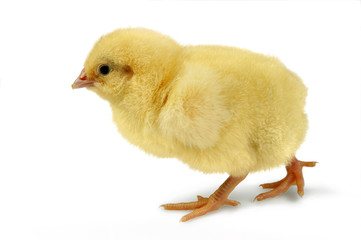 Chick on the walk