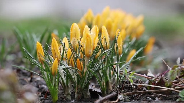 Snow is going over first spring flowers. Yellow crocuses covered with snow on spring's blizzard. Wind, light breeze, clold cloudy spring day, dolly shot, close up, shallow depts of the field, 59,94fps
