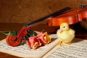Duck and fiddle