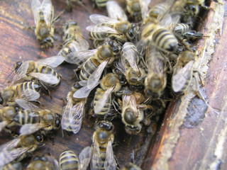 cluster requeening by bees, colony of bees. Bees took queen bee to cluster after replanting, wrong replacement. Working bees kill queen bee.