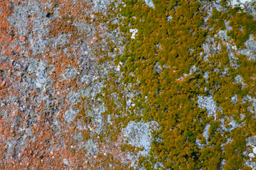 Moss on a old wall, green and yellow moss on the surface of a large wall
