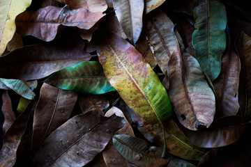 Background of dry brown mango leaves lying on the ground