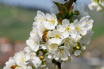 Biene auf Zwetschgenblüte