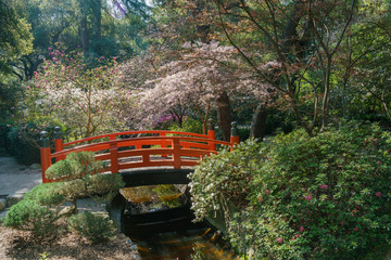 Beautiful flower blossom at Descanso Garden