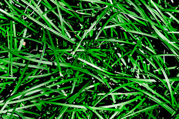 Green grass. Top view, close-up. Concept background