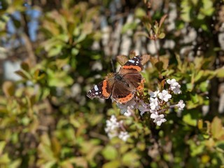 Butterfly on flower