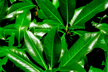 tropical magnolia leaves background, natural texture, closeup