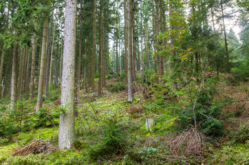 Fototapeta premium bemooster Wald im Siegerland