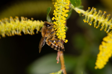 Abeille sur chaton de saule pleureur (Salix babylonica)