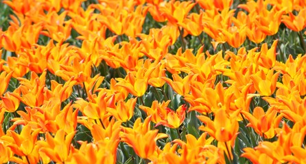 CAMPO DE TULIPANES AMARILLOS, AMARILLO, NARANJA, PRIMAVERA, COLOR, FLORACIÓN, 
