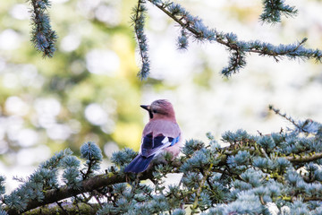 Junger Eichelhäher auf Tannenzweig