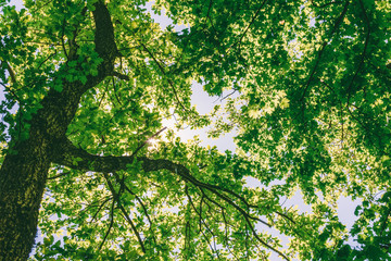 trees in an oak forest on a spring or summer Sunny day, bottom view