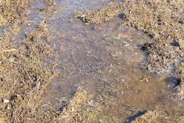 Spring flood carries the snow and turns into a puddle outside the city