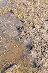 Spring flood carries the snow and turns into a puddle outside the city