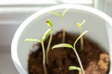 Young seedlings sprouted in a glass in early spring