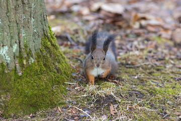 squirrel under a tree