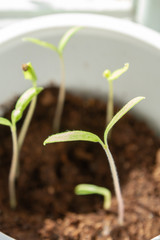 Young seedlings sprouted in a glass in early spring