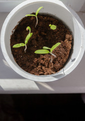 Young seedlings sprouted in a glass in early spring