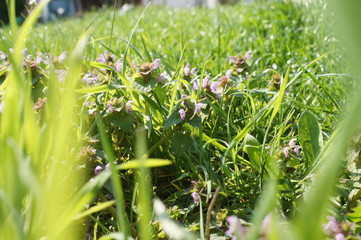 grass, green, nature, plant, spring, field, summer, meadow, flower, garden, lawn, flowers, leaf, dew, natural, flora, season, macro, morning, drop, rain, fresh, 